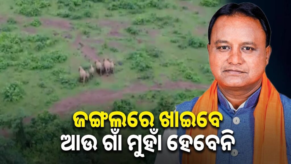 ହାତୀଙ୍କ-ପାଇଁ-ସରକାରଙ୍କ-ବଡ଼-ଯୋଜନା,-ଜଙ୍ଗଲ-ଭିତରେ-କରାଯିବ-ଧାନ-ଚାଷ-||-knews-odisha