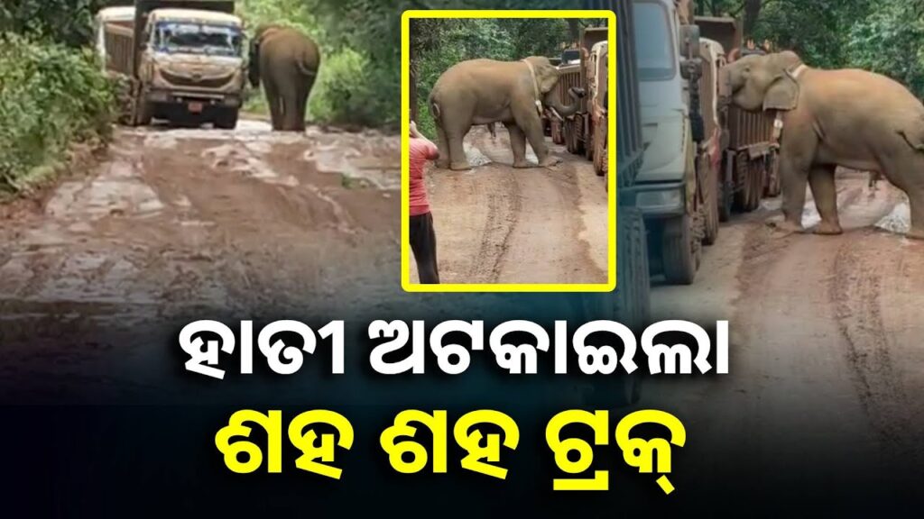 ଦାଉ-ସାଧୁଛି-ଭୋକ,-ଖାଇବା-ନ-ପାଇ-ମଝି-ରାସ୍ତାରେ-ଜଙ୍ଗଲୀ-ହାତୀ-||knews-odisha