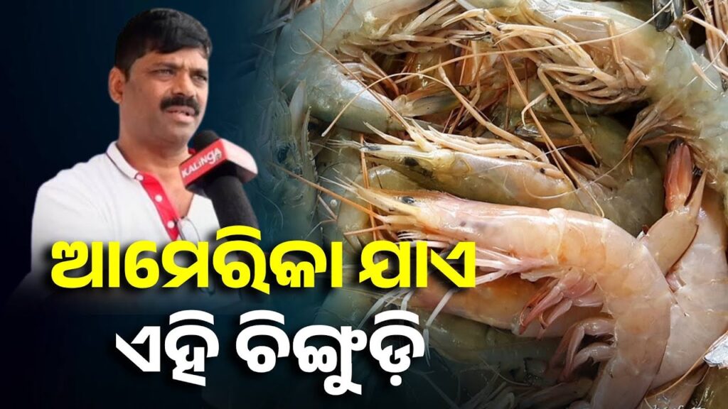 ଆମେରିକା-ଯାଏ-ଏହି-ଚିଙ୍ଗୁଡ଼ି-||-knews-odisha