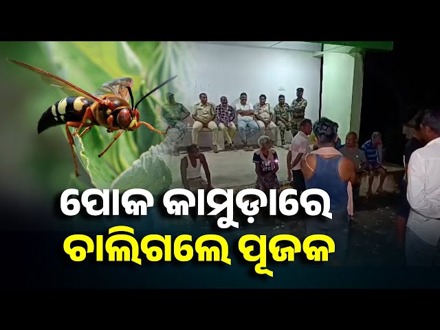 ଭୂଇଁରୋଳ-ପୋକ-କାମୁଡ଼ିବାରୁ-ଜଣକର-ମୃତ୍ୟୁ,-ଆତଙ୍କରେ-ଭଦ୍ରକ-ଓଲଙ୍ଗ-ଗାଁ-ଲୋକେ-||-knews-odisha