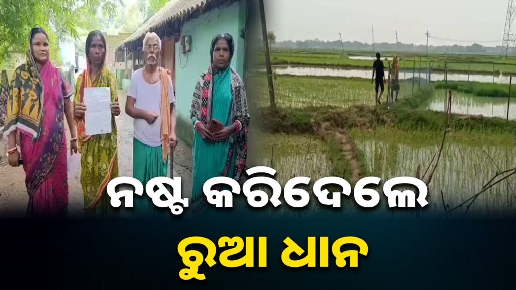 ସର୍ବଗିଳା-କୀଟନାଶକ-ପକାଇ-ଉଜାଡ଼ି-ଦେଲେ-ଫସଲ,-ନ୍ୟାୟ-ମାଗୁଛନ୍ତି-ଦିବ୍ୟାଙ୍ଗ-ବୃଦ୍ଧ-||-knews-odisha
