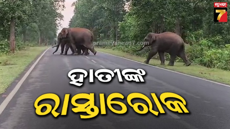 ରାସ୍ତାରେ-ବୁଲୁଛନ୍ତି-୩୦-ଟିକିଆ-ହାତୀପଲ,-ଯାତାୟତ-ଠପ୍