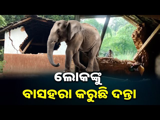 ସନ୍ଧ୍ୟା-ହେଲେ-ଗାଁ-ମୁହାଁ-ହେଉଛନ୍ତି-ହାତୀପଲ,-ଜନଜୀବନକୁ-କରୁଛନ୍ତି-ଅସ୍ତବ୍ୟସ୍ତ-||-knews-odisha