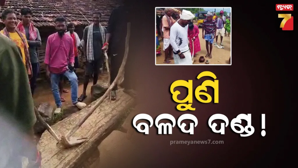ନାରାୟଣପାଟଣାରେ-ପୁଣି-ବଳଦ-ଦଣ୍ଡ,-ହଳ-ଲଙ୍ଗଳ-ପକାଇ-ପୁରା-ଗାଁ-ବୁଲାଇଲେ-ଗାଁ-ଲୋକେ