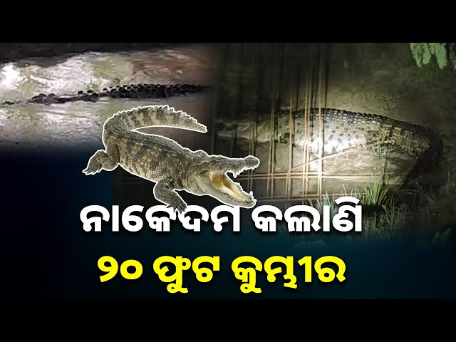 କୁମ୍ଭୀର-ପାଟିକୁ-ଆଁ-କରି-ରହିଛି,-ଶିକାର-ଆଶାରେ-ଟହଲ-ମାରୁଛି-||-knews-odisha