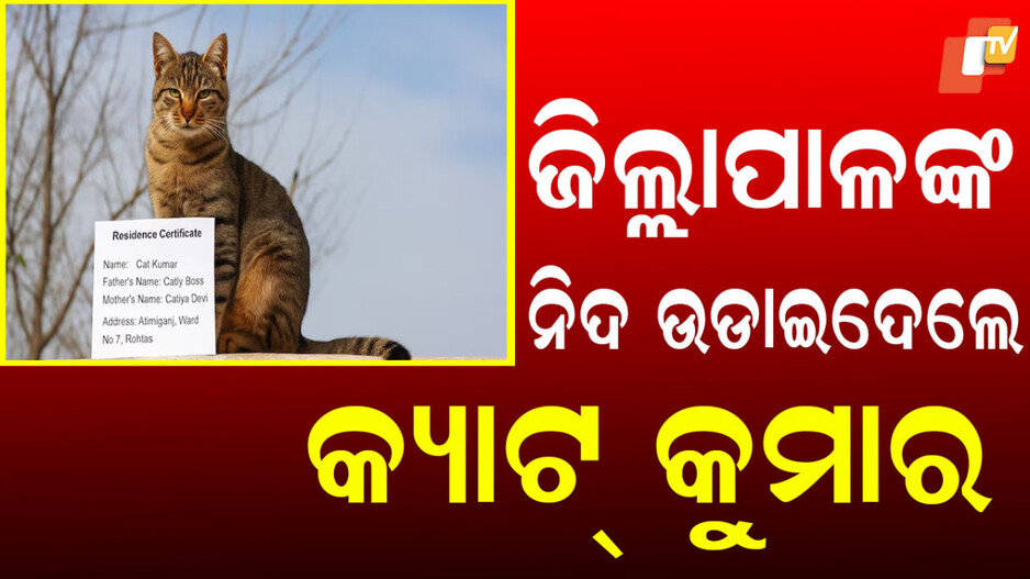 bihar:-ବିହାରରେ-ମୁଣ୍ଡ-ଘୂରାଇଦେଲା-ଭଳି-ଘଟଣା,-ଖୋଜା-ପଡିଛନ୍ତି-କ୍ୟାଟ୍-କୁମାର