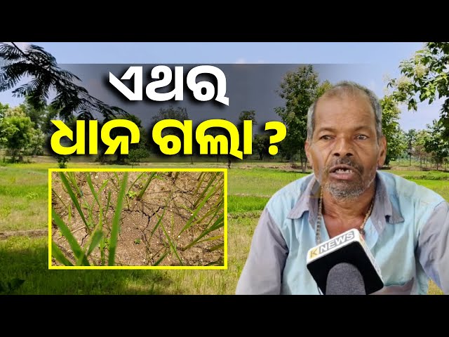 ଏ-ବର୍ଷ-ଜମିରେ-ଧାନ-ହେବ-ତ?-ଚିନ୍ତାରେ-ଗଞ୍ଜାମ-ଜିଲ୍ଲା-ଦିଗପହଣ୍ଡି-ଅଞ୍ଚଳ-ଚାଷୀ-||-knews-odisha