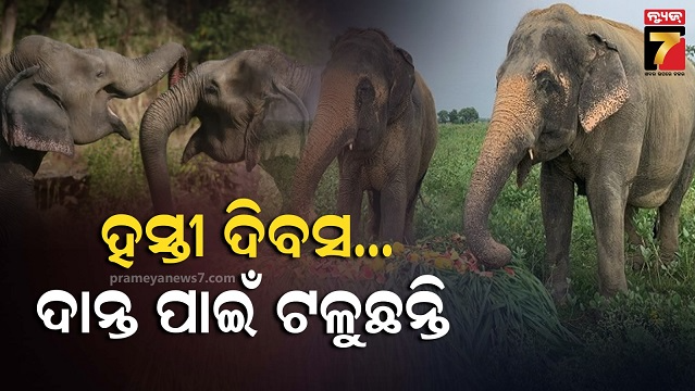 ଦାନ୍ତ-ପାଇଁ-ଟଳୁଛନ୍ତି,-ସୁରକ୍ଷାକୁ-ନେଇ-ବଢୁଛି-ଚିନ୍ତା:-୫-ବର୍ଷରେ-ଉଦ୍ଧାର-ହେଲାଣି-୫୮-ଦାନ୍ତ