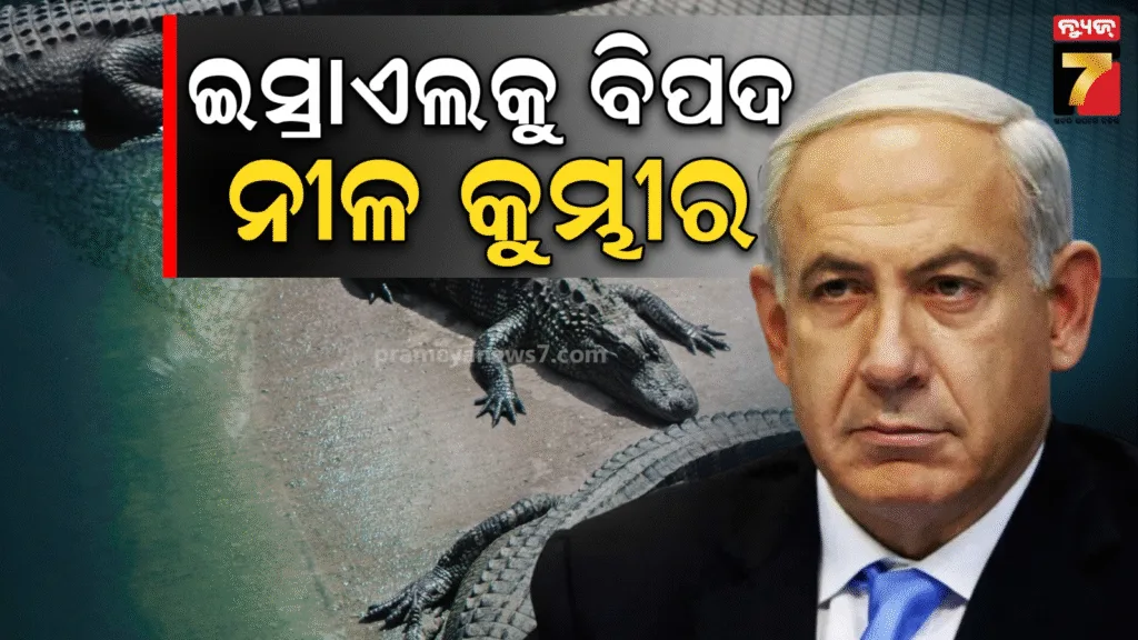 କୁମ୍ଭୀରଙ୍କୁ-କାହିଁକି-ହତ୍ୟା-କରୁଛନ୍ତି-ନେତାନ୍ୟାହୁଙ୍କ-ସେନା-?-ଇସ୍ରାଏଲରେ-ଲୋପ-ପାଇବ-ନୀଳ-ପ୍ରଜାତିର-କୁମ୍ଭୀର