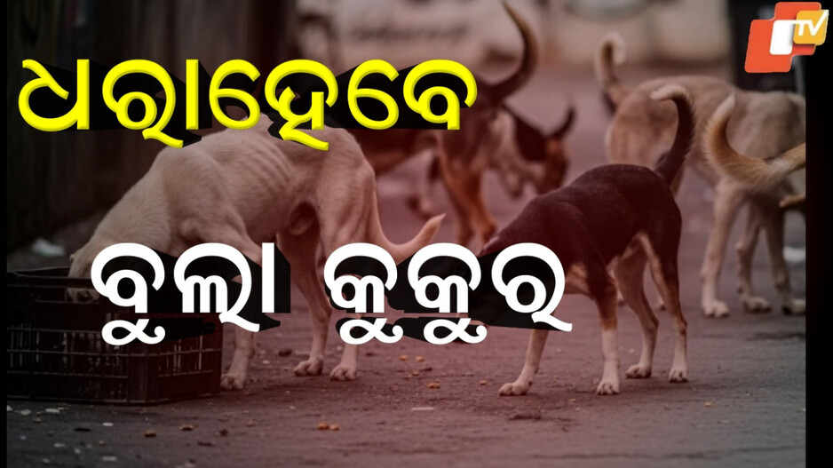 street-dogs:ରାସ୍ତାରେ-ବୁଲିବେନି-ବୁଲା-କୁକୁର,-ବୁଲିଲେ-ଉଠାଇନେବେ…ବିରୋଧ-କଲେ-ହେବ-ଆକ୍ସନ