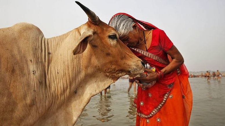 ଗାଈକୁ-ଜାତୀୟ-ପ୍ରାଣୀ-ଘୋଷଣା-କରିବେ-କି-ସରକାର-?-ସଂସଦରେ-ଉତ୍ତର-ଦେଲେ-ମନ୍ତ୍ରୀ