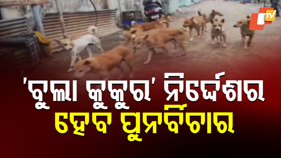 supreme-court:-ଦିଲ୍ଲୀ-ncrରୁ-ବୁଲା-କୁକୁର-ହଟାଇବା-ନିର୍ଦ୍ଦେଶର-ହେବ-ପୁନର୍ବିଚାର:-ପ୍ରଧାନ-ବିଚାରପତି