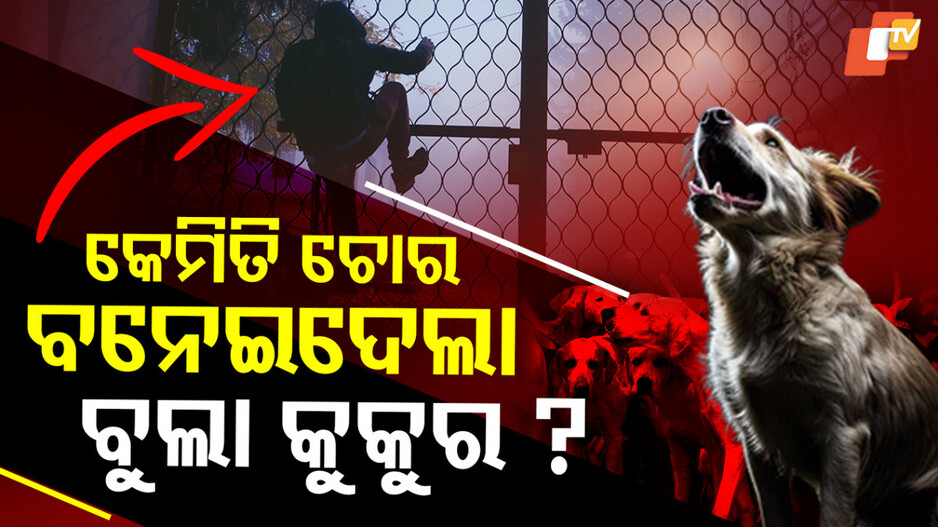 software-engineer:ରାତିଅଧରେ-ଗୋଡ଼ାଇଲେ-ବୁଲା-କୁକୁର,-ତାପରେ-ଯାହା-ଘଟିଲା-କଳ୍ପନା-ବାହାରେ