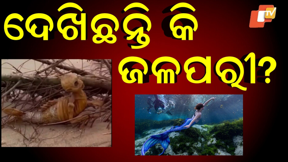 mermaid:ମିଳିଲା-ଜଳପରୀର-କଙ୍କାଳ,-ବୈଜ୍ଞାନିକ-ଦେଖି-ଆଶ୍ଚର୍ଯ୍ୟ-ହେଉଛନ୍ତି…କିନ୍ତୁ-ଜାପାନ-ଲୋକ-କହୁଛନ୍ତି