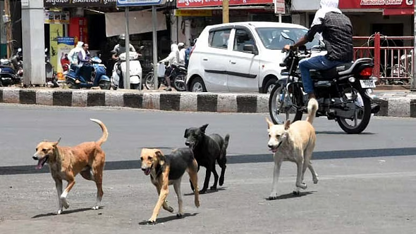 ବୁଲା-କୁକୁର-ମାମଲାର-ବିଚାର-କରିବେ-ସିଜେଆଇ-ବିଆର୍-ଗଭାଇ,-ସୁପ୍ରିମକୋର୍ଟର-ଦୁଇ-ଖଣ୍ଡପୀଠ-ଦେଇଥିଲେ-ଭିନ୍ନ-ଭିନ୍ନ-ରାୟ