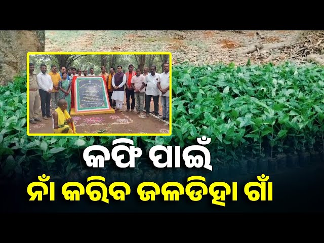 କେନ୍ଦୁଝର-ତରମାକାନ୍ତ-ପଞ୍ଚାୟତରେ-ହେଉଛି-କଫି-ଚାଷ,-୨-ହଜାର-ଲୋକଙ୍କୁ-ମିଳିବ-ନିଯୁକ୍ତି-||-knews-odisha