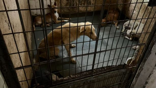 ଦିଲ୍ଲୀରୁ-ବୁଲା-କୁକୁର-ସ୍ଥାନାନ୍ତର-ମାମଲା:-ଆସନ୍ତାକାଲି-ଶୁଣାଣି-କରିବେ-ସୁପ୍ରିମକୋର୍ଟଙ୍କ-୩-ଜଣିଆ-ଖଣ୍ଡପୀଠ