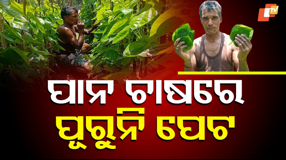 betel-leaf-cultivation:-ପାନ-ଚାଷରୁ-ବିମୁଖ-ହେଉଛନ୍ତି-ଗଞ୍ଜାମର-ଖଣ୍ଡୁରୁ-ଚାଷୀ;-ମିଳୁନି-ସରକାରୀ-ସହାୟତା