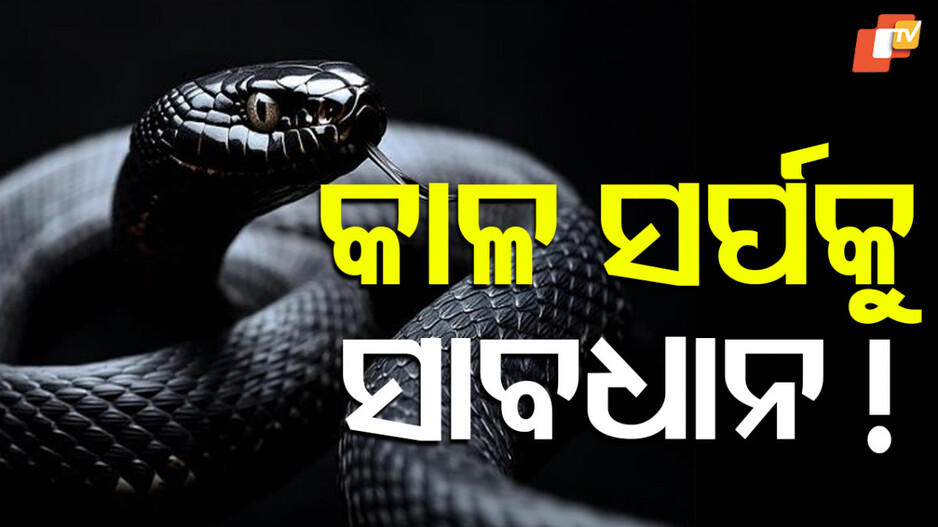 snakebite-menace-grips-odisha:୨୦୨୩-୨୪ରେ-ସାପ-କାମୁଡ଼ାରେ-୧୧୫୦-ଜଣଙ୍କ-ମୃତ୍ୟୁ