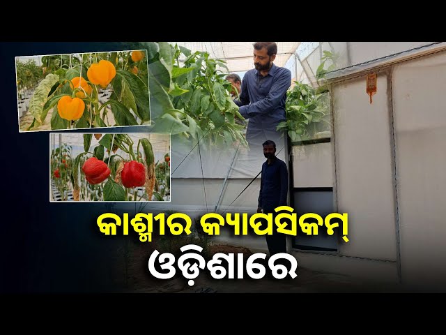 ଖୋର୍ଦ୍ଧା-ବେଗୁନିଆ-ଅଞ୍ଚଳରେ-ହେଉଛି-କ୍ୟାପ୍ସିକମ୍-ଚାଷ,-ମିଳୁଛି-ଭଲ-ରୋଜଗାର-||knews-odisha