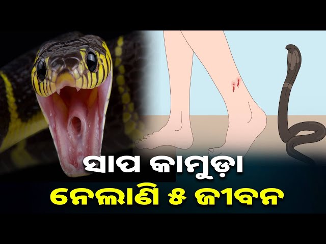 ରାଜ୍ୟରେ-ଉଦବେଗଜନ-ସ୍ଥିତିରେ-ରହିଛି-ସର୍ପଦଂଶନ-ମୃତ୍ୟୁ-||-knews-odisha