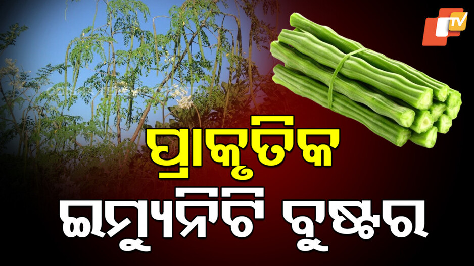 moringa:-ଜାଣନ୍ତୁ-ସଜନାର-ଏହି-୧୦ଟି-ସ୍ୱାସ୍ଥ୍ୟକର-ଗୁଣ,-ରୋଗ-ପାଖ-ମାଡିବନି