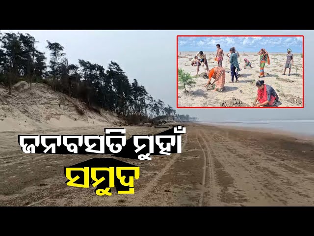 ଶୁଣିଲାନି-ପ୍ରଶାସନ,-ଗାଁ-ଲୋକେ-ସୁରକ୍ଷା-ପାଇଁ-ବେଳାଭୁମୀରେ-ନିଜସ୍ବ-ଖର୍ଚ୍ଚରେ-ରୋପଣ-କଲେ-ଏକ-ଲକ୍ଷରୁ-ଅଧିକ-ଝାଉଁ-ଗଛ