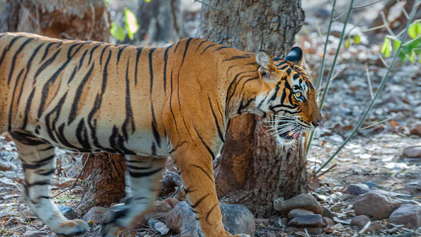 ରଣଥମ୍ବୋର-ଉଦ୍ୟାନରେ-ଭୟର-ସେହି-୯୦-ମିନିଟ୍,-ଘନ-ଅନ୍ଧାରରେ-ବାଘଙ୍କ-ଭିତରେ-ପର୍ଯ୍ୟଟକଙ୍କୁ-ଛାଡ଼ି-ଆସିଲେ-ଗାଇଡ୍