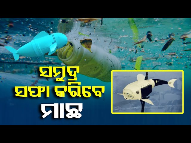 ଶୁଣିବାକୁ-ଆଶ୍ଚର୍ଯ୍ୟ-ଲାଗୁଥିଲେ-ବି-କଥାଟା-ସତ,-ଖୁବଶୀଘ୍ର-ସମୁଦ୍ରରେ-ଦେଖିବାକୁ-ମିଳିବେ-ଏହି-ମାଛ-||-knews-odisha