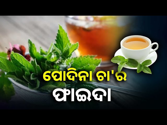 ପୋଦିନା-ଚା’-ପିଇଲେ-ମିଳିଥାଏ-ଅନେକ-ସ୍ୱାସ୍ଥ୍ୟଗତ-ଲାଭ-||knews-odisha