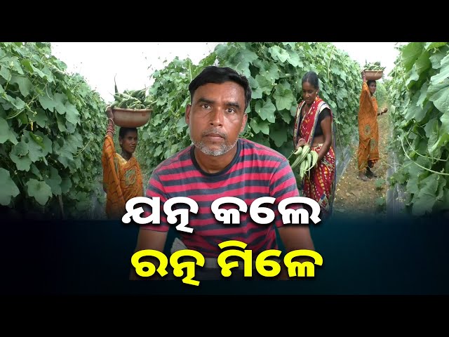 ପରିବା-ଚାଷ-କରି-ନିଜେ-ମାଲେମାଲ,-ଅନ୍ୟକୁ-ବି-ଦେଉଛନ୍ତି-ଚାକିରି-||-knews-odisha