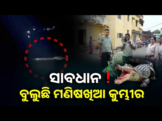 ଦୂରଦୁରା-ମହାନଦୀ-ଘାଟରେ-କୁମ୍ଭୀର-ଆତଙ୍କ,-ନଦୀକୁ-ନଯିବାକୁ-ଲୋନଙ୍କୁ-ସତର୍କ-କଲା-ବନ-ବିଭାଗ-||knews-odisha