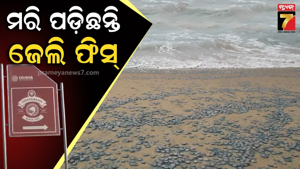 ସମୁଦ୍ର-କୂଳରେ-ମରି-ପଡ଼ିଛନ୍ତି-ହଜାର-ହଜାର-ସଂଖ୍ୟାର-ବିରଳ-ଜେଲି-ଫିସ୍,-ତାପମାତ୍ରା-ବୃଦ୍ଧି-ଯୋଗୁଁ-ଏଭଳି-ଘଟିଥିବା-ସନ୍ଦେହ