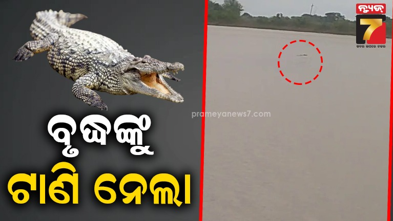 ଗାଧୋଇବାକୁ-ନଦୀରେ-ଯାଇଥିଲେ-ଗାଈ-ଚରାଳି,-ମିଳୁନି-ପତ୍ତା-:-କୁମ୍ଭୀର-ଟାଣି-ନେଇଥିବା-ସନ୍ଦେହ