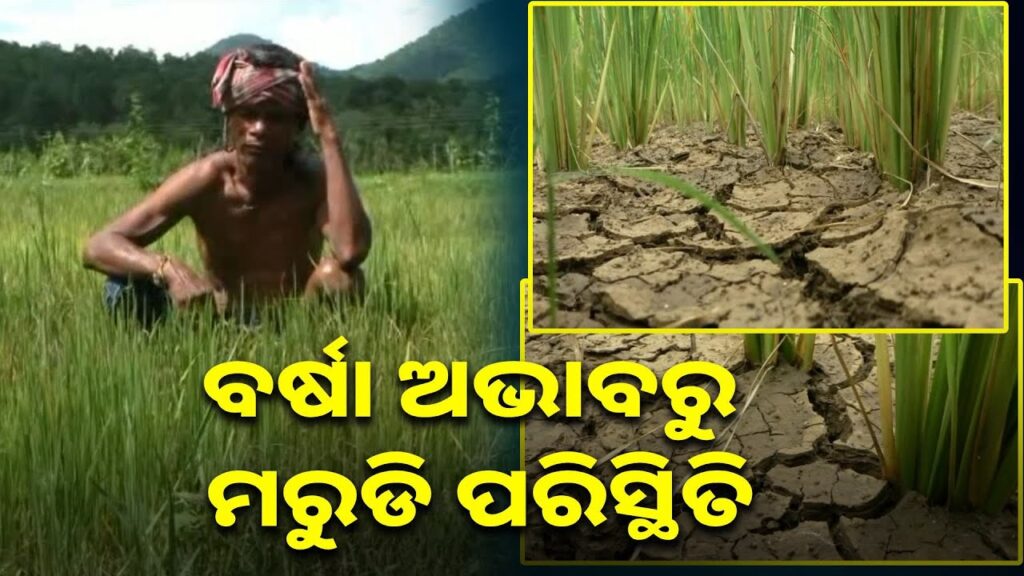 ବର୍ଷାର-ଦେଖାନାହିଁ,-ଋଣ-କରି-ଚାଷ-କରିଥିବା-ଚାଷୀ-ହତାଶ-||-knews-odisha
