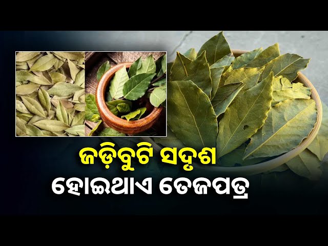 ତେଜପତ୍ର-ଖାଇବା-ଦ୍ଵାରା-ମିଳିଥାଏ-ଅନେକ-ରୋଗରୁ-ମୁକ୍ତି-||knews-odisha