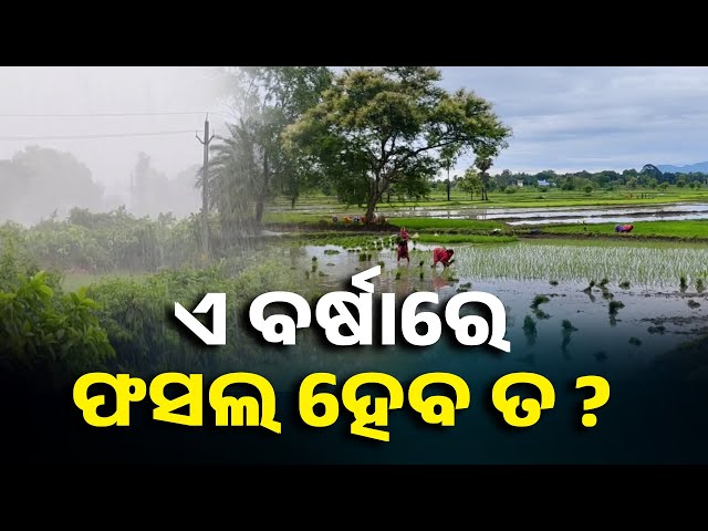 ଚାଷୀଙ୍କୁ-ସହାୟକ-ହୋଇପାରିବ-କି-ଲଘୁଚାପ-ବର୍ଷା-?-ଗଞ୍ଜାମ-ସାନଖେମୁଣ୍ଡି-ଚାଷୀଙ୍କ-ସହ-ଆଲୋଚନା-||-knews-odisha