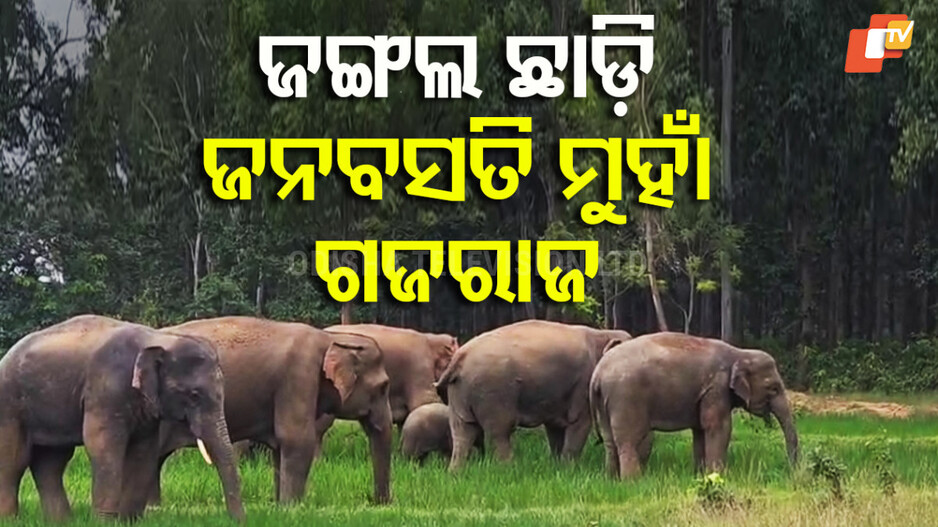 elephant-menace:-ଜି.ଉଦୟଗିରି-ଗଳିକନ୍ଦିରେ-ବୁଲୁଛି-ଦନ୍ତା,-ଆଠଗଡକୁ-ଫେରିଛନ୍ତି-୨୨-ଟିକିଆ-ହାତୀପଲ