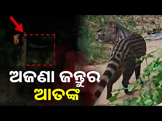କାମାକ୍ଷାନଗର-ଅଞ୍ଚଳରେ-ଅଜଣା-ଜନ୍ତୁ-ଆତଙ୍କ,-ଭୟରେ-ଗାଁ-ଲୋକେ-||-knews-odisha