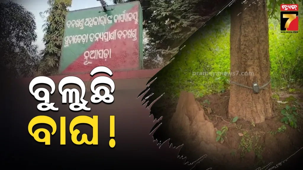 ନୂଆପଡ଼ାରେ-ବୁଲୁଛି-ବାଘ,-ବନବିଭାଗ-ଲଗାଇଛି-ଟ୍ରାପ-କ୍ୟାମେରା