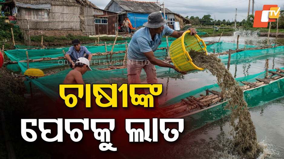 shrimp-farmers:-ଟ୍ରମ୍ପଙ୍କ-ଟାରିଫ-କାରଣରୁ-ଭାରତୀୟ-ଚିଙ୍ଗୁଡ଼ି-ଚାଷୀ-ବରବାଦ,-ବ୍ୟବସାୟ-ବଦଳାଇବା-ପାଇଁ-ବାଧ୍ୟ
