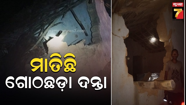 ଚମ୍ପୁଆ-ରେଞ୍ଜରେ-ମାତିଛି-ଗୋଠଛଡ଼ା-ଦନ୍ତା,-ବିଳମ୍ୱିତ-ରାତିରେ-ଟ୍ରାଙ୍କୁଲାଇଜ-କଲା-ବନ-ବିଭାଗ