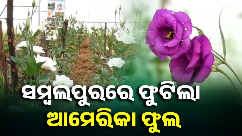 ସମ୍ବଲପୁର-ଜିଲ୍ଲା-ଜୁଜୁମୁରା-ବ୍ଲକ-ସନାତନ-ପାଲି-ଗାଁ-ଏବେ-ଭରି-ଯାଇଛି-ୟୁଷ୍ଟୋମା-ଫୁଲ-||-knews-odisha