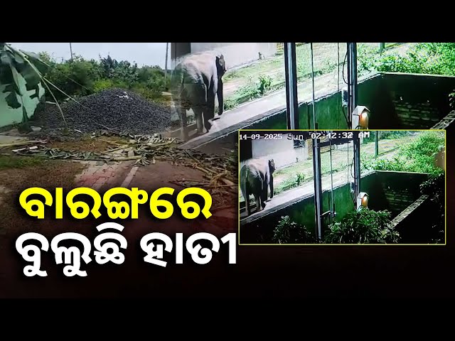 ଧାନ-ଫସଲ-ଦେଖି-ଆକର୍ଷିତ-ହେଉଛି-ହାତୀ,-ସିସିଟିଭିରେ-କଏଦ-ହୋଇଛି-ଏଭଳି-ଦୃଶ୍ୟ-||knews-odisha