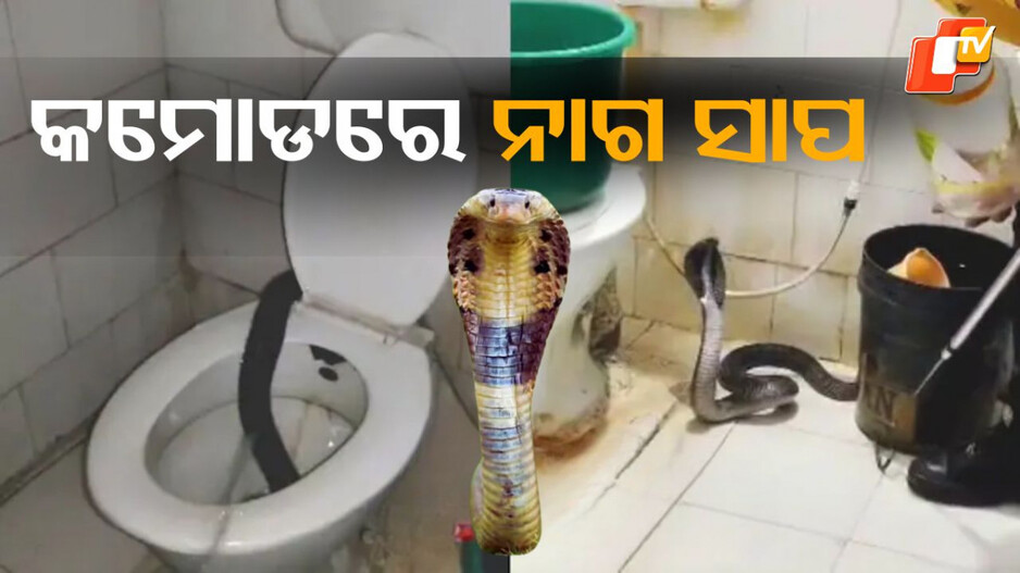 viral-video:-ଟଏଲେଟ୍‌-ଗଲେ-ଡାକ୍ତର,-କମୋଡ୍‌ରୁ-ବାହାରି-ଆସିଲା-ନାଗ-ସାପ…ଭିଡିଓ-ଭାଇରାଲ