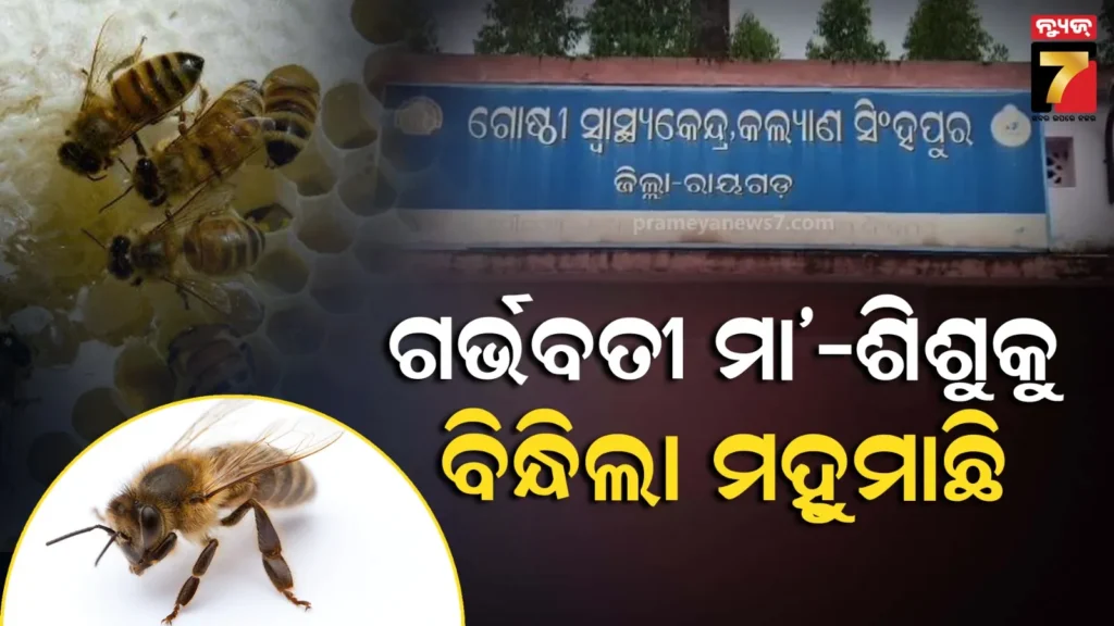 ମା’-ଝିଅଙ୍କୁ-ଆକ୍ରମଣ-କଲା-ଜଙ୍ଗଲୀ-ମହୁମାଛି,-ଗୁରୁତର-ଅବସ୍ଥାରେ-ମେଡିକାଲରେ-ଭର୍ତ୍ତି