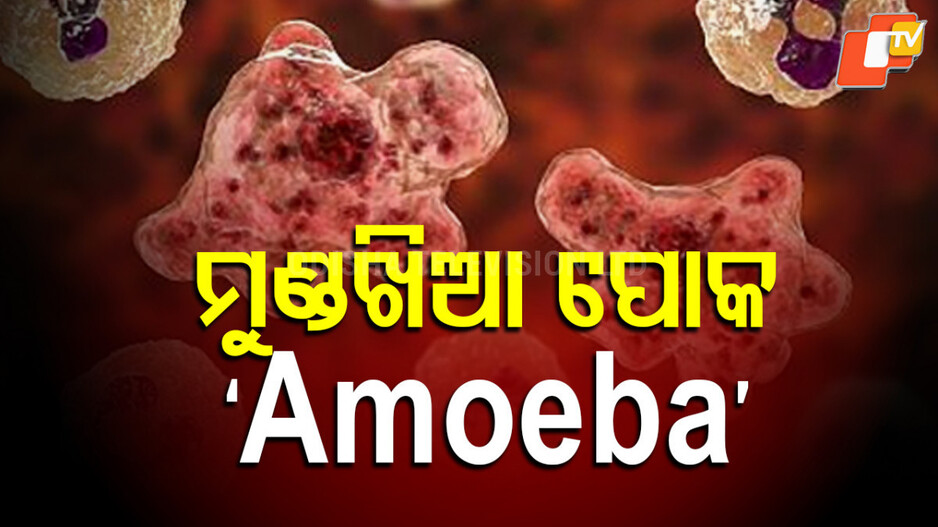 brain-eating-amoeba-:-ମଣିଷ-ମସ୍ତିଷ୍କକୁ-ଖାଇ-ଯାଉଛି-ବ୍ରେନ-ଇଟିଂ-ଆମୋଏବା,-ଗଲାଣି-୧୯-ଜଣଙ୍କ-ଜୀବନ