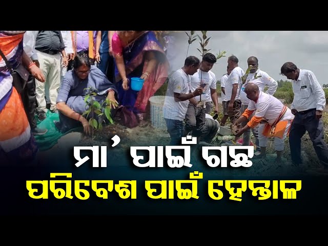 କାକଟପୁରରେ-ଉପମୁଖ୍ୟମନ୍ତ୍ରୀ,-ଅସ୍ତରଙ୍ଗରେ-ଜଗତସିଂହପୁର-ସାଂସଦ-ଲଗାଇଲେ-ଗଛ-||-knews-odisha