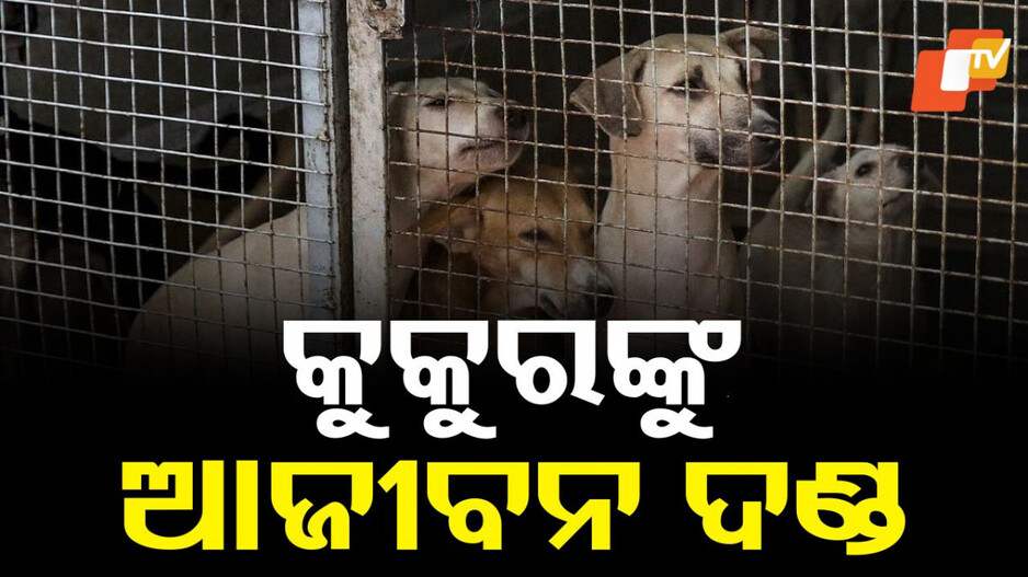 stray-dogs:-ଆଉ-ତ୍ରାହି-ନାହିଁ….-କୁକୁରଙ୍କୁ-ଆଜୀବନ-ଦଣ୍ଡ