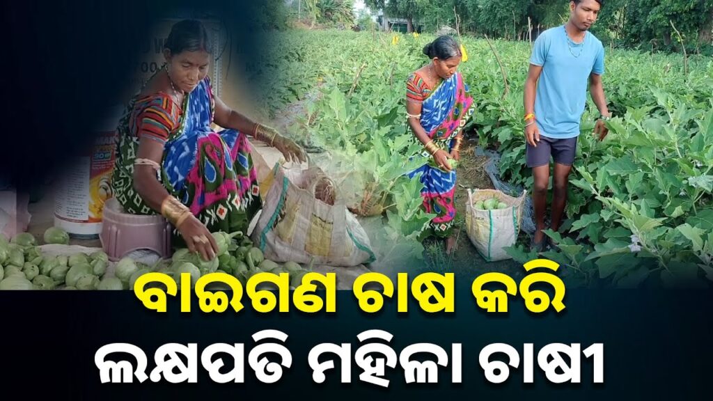 ଦିନ-ମଜୁରିଆରୁ-ପାଲଟିଲେ-ସଫଳ-ବାଇଗଣ-ଚାଷୀ,ବାର୍ଷିକ-ଲକ୍ଷାଧିକ-ଟଙ୍କା-ରୋଜଗାର-କରୁଛନ୍ତି-ଜଣେ-ମହିଳା-ଚାଷୀ